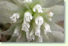 Eurystyles cotyledon