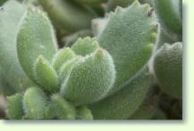 Cotyledon tomentosa