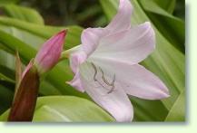 Crinum bulbispermum