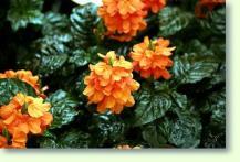 Crossandra infundibuliformis