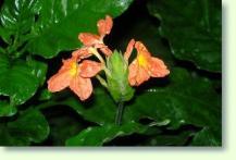 Crossandra