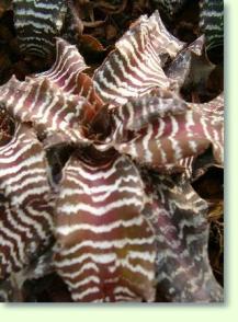 Cryptanthus