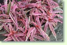 Cryptanthus cv