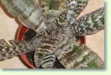 Cryptanthus zonatus
