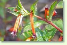 K�cherblume Cuphea ignea