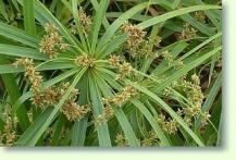 Zypergras Cyperus alternifolius