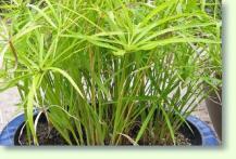 Zypergras Cyperus papyrus