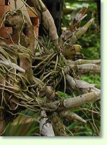 Zum vergrößern klicken Dendrobium capilippes