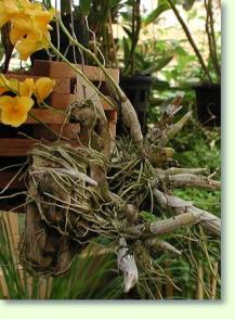 Zum vergrößern klicken Dendrobium capilippes
