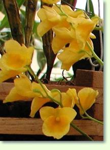 Zum vergrößern klicken Dendrobium capilippes