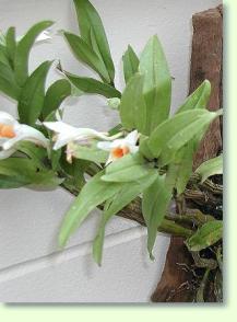 Dendrobium cariniferum