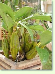 Zum vergrößern klicken Dendrobium carinichrysotoxumferum