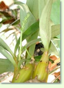Zum vergrößern klicken Dendrobium chrysotoxum