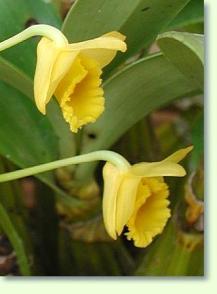Zum vergrößern klicken Dendrobium chrysotoxum