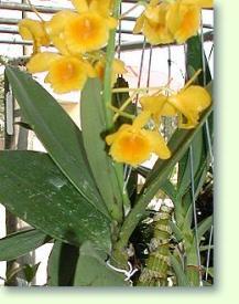 Zum vergrößern klicken Dendrobium gibsonii