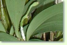 Zum vergrößern klicken Dendrobium gibsonii