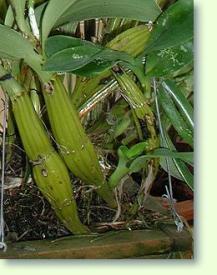 Zum vergrößern klicken Dendrobium gibsonii