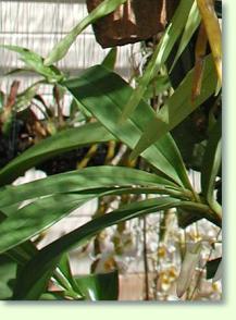 Dendrobium gratiotissimum