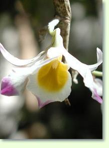 Zum vergrößern klicken Dendrobium gratiotissimum