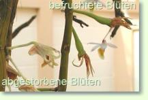 Zum vergrößern klicken Dendrobium heterocarpum
