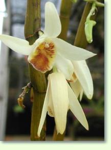 Zum vergrößern klicken Dendrobium heterocarpum