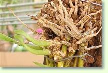 Zum vergrößern klicken Dendrobium heterocarpum