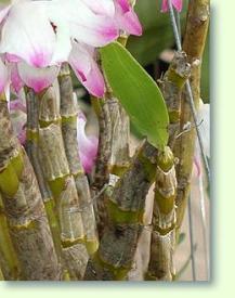 Zum vergrößern klicken Dendrobium nobile