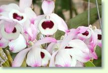 Zum vergrößern klicken Dendrobium nobile