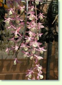 Zum vergrößern klicken Dendrobium primulinum