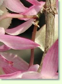 Zum vergrößern klicken Dendrobium primulinum