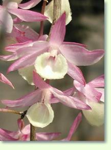 Zum vergrößern klicken Dendrobium primulinum