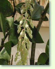 Zum vergrößern klicken Dendrobium thyrsiflorum - Blütenknospen