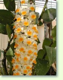 Zum vergrößern klicken Dendrobium thyrsiflorum in voller Blütenpracht