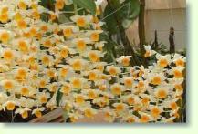 Zum vergrößern klicken Dendrobium thyrsiflorum in Blüte