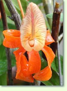 Zum vergrößern klicken Dendrobium unicum