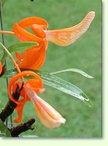 Zum vergrößern klicken Dendrobium unicum