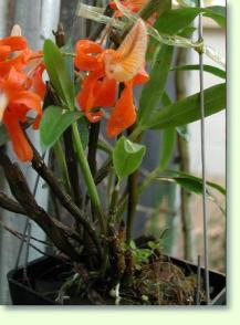 Zum vergrößern klicken Dendrobium unicum