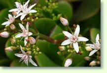 Dickblatt Crassula