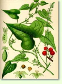 Dioscorea communis