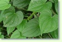 Dioscorea / Jamswurzel