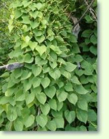 Dioscorea balcanica