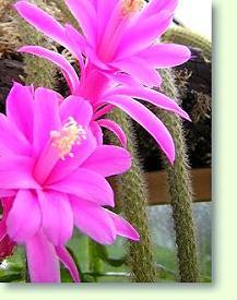 Peitschenkaktus disocactus