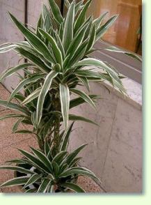 Drachenbaum Dracaena deremensis ' Warneckii'