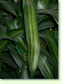 Drachenbaum Dracaena reflexa cv. Song of Jamaica