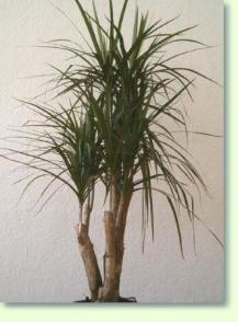 Zum vergrößern klicken Drachenbaum Dracaena marginata