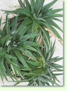 Dyckia brevifolia