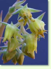 Echeverien Echeveria subalpina