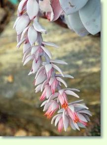Echeverien Echeveria lavi