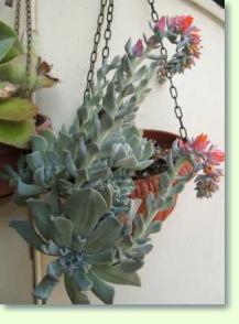 Zum vergrößern klicken Echeveria