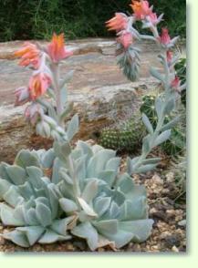 Echeverien Echeveria runyonii